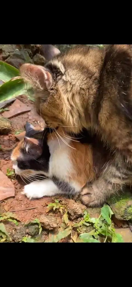jasa pacak kucing mainecoon
