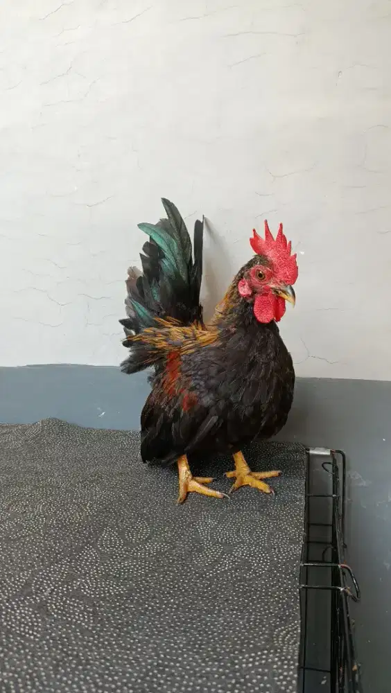 ayam kate sepasang