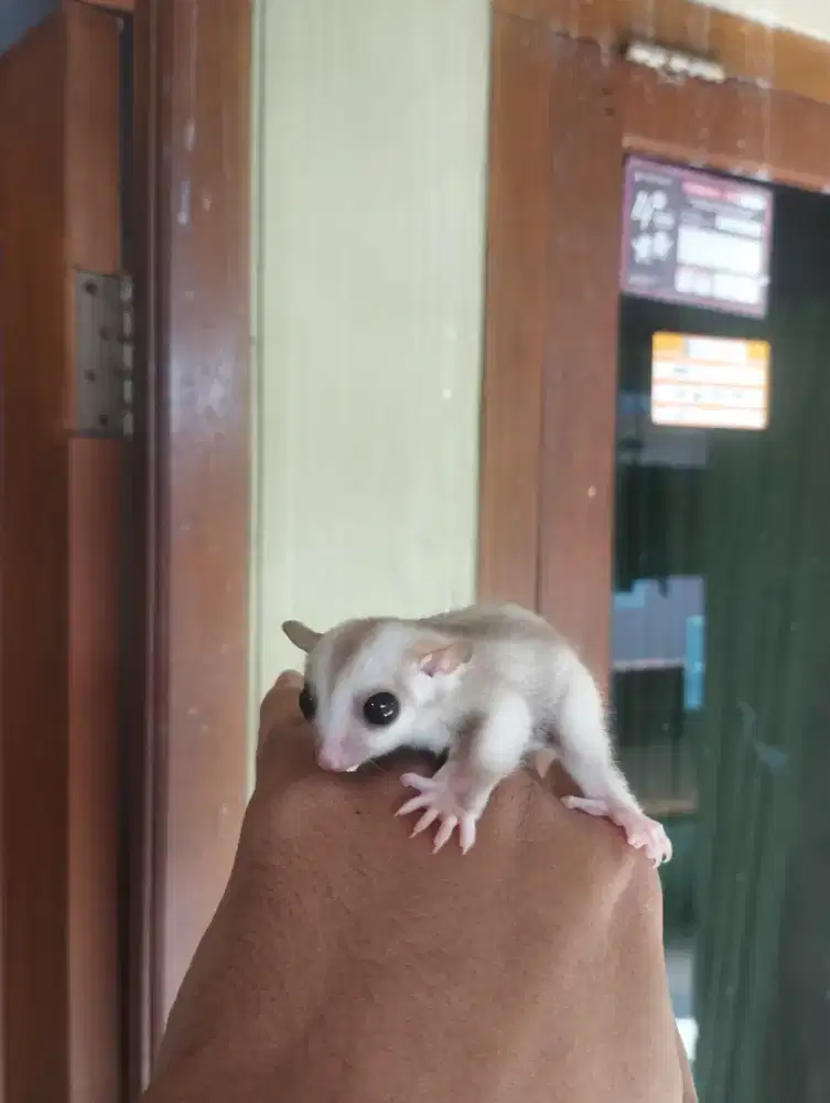 Sugar glider caramel Joey jantan