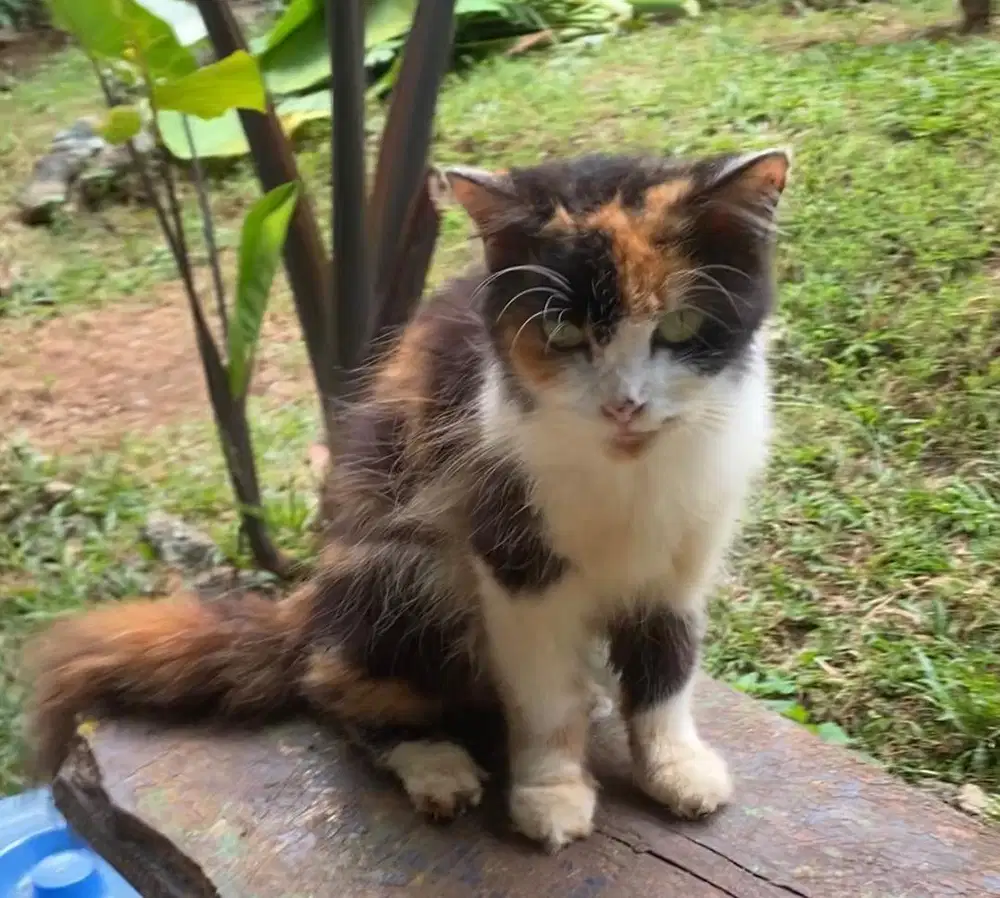 kucing mix mainecoon betina free 1 ns jantan