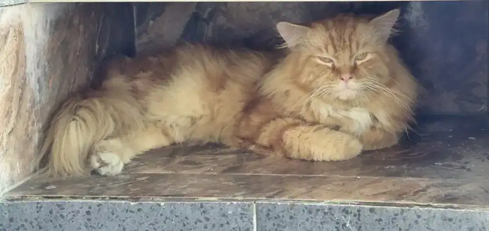 Kucing maincoon x Norwegia (Bisa Nego)