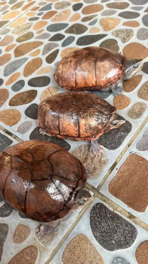 DIJUAL KURA KURA STINKPOT SIAP BREEDING