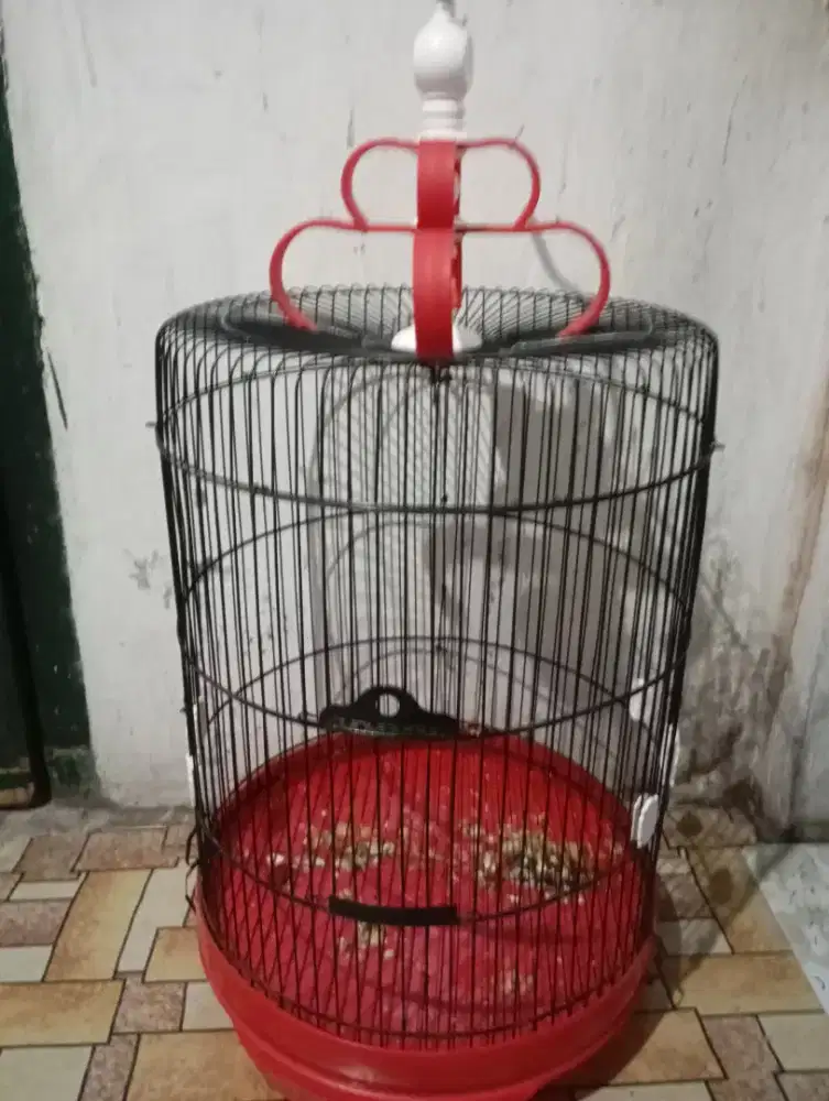 Sangkar besi jumbo uk 42 murah