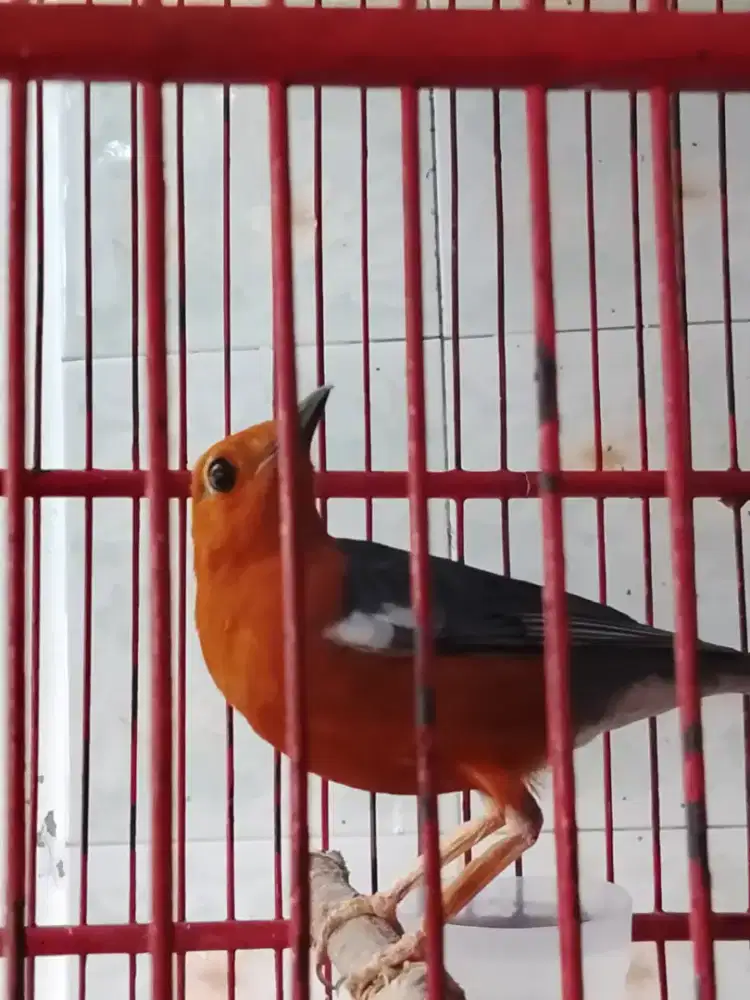 Jual burung anis merah