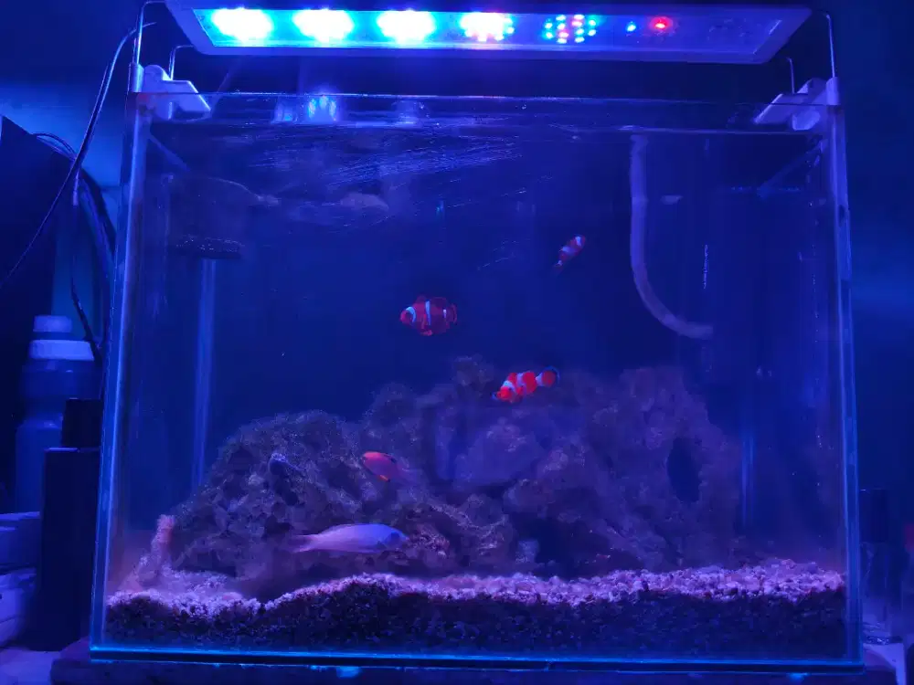 Aquarium ikan laut