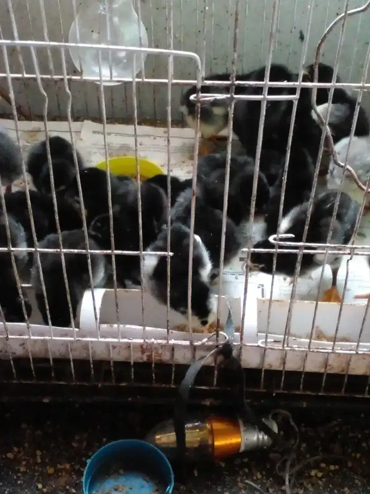 Anak ayam bangkok