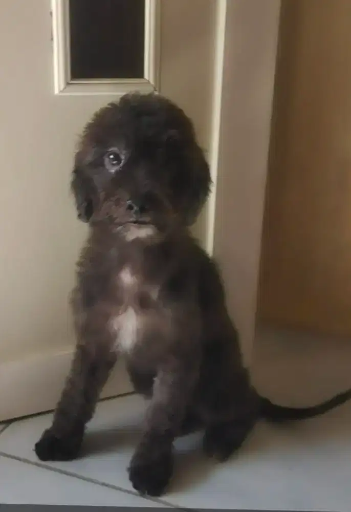 Poodle betina . 2 th