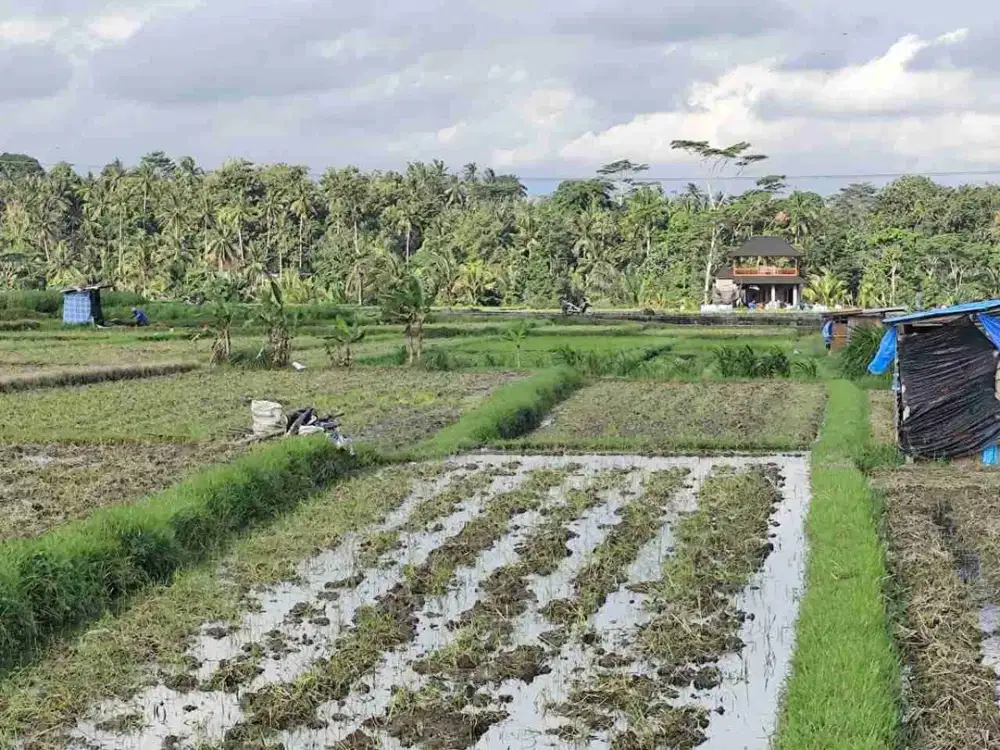 DIJUAL TANAH SAWAH STRATEGIS – DESA AYUNAN, ABIANSEMAL, BADUNG