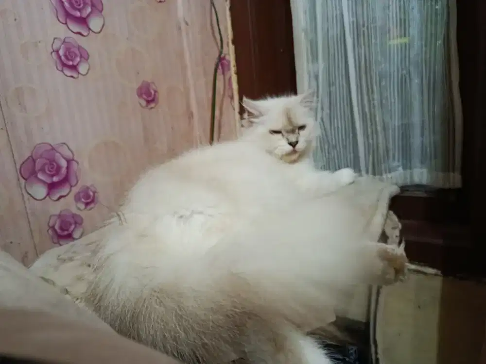 Himalaya Betina Gembul Terawat