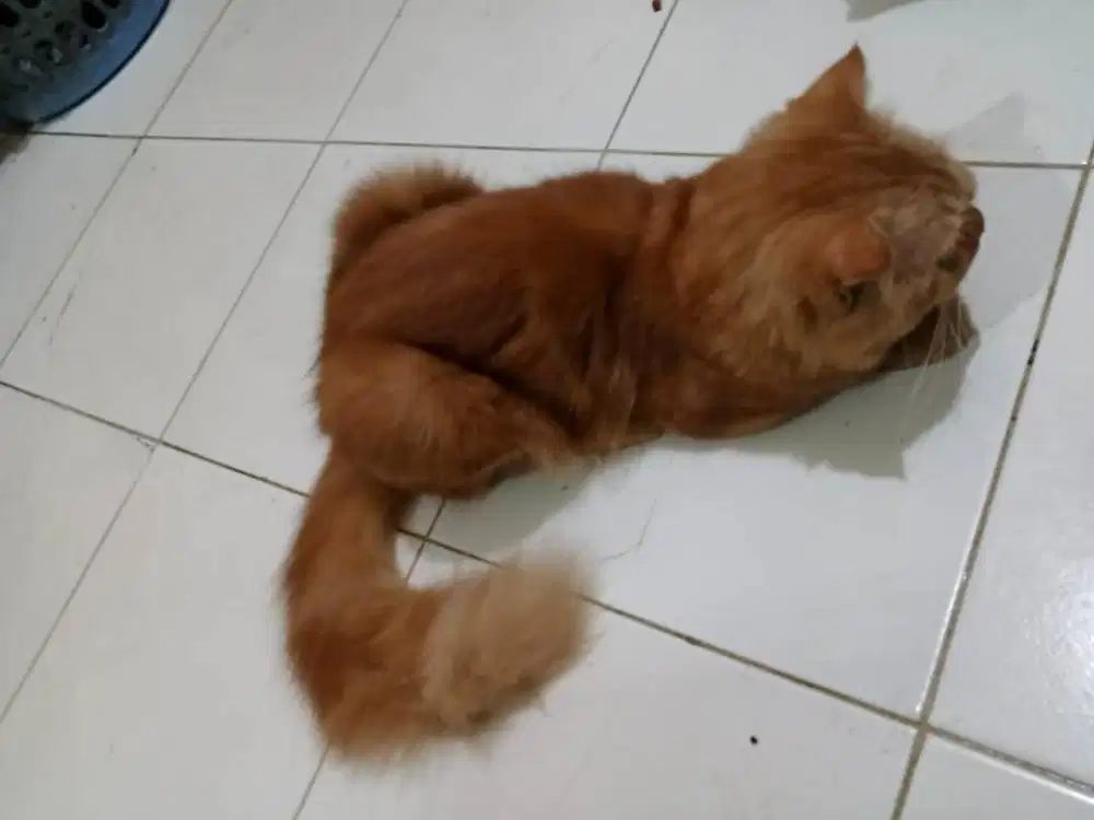 Lepas adopsi kucing orange jantan