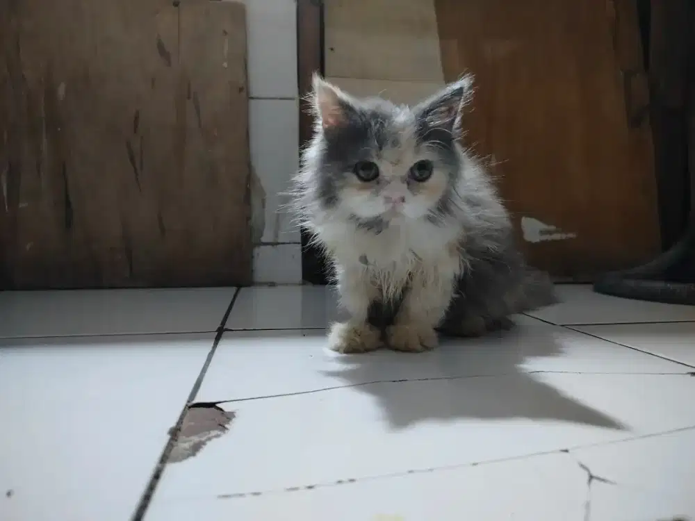 Kitten Persia betina