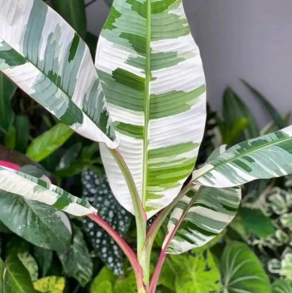 Tanaman pisang varigata / variegata