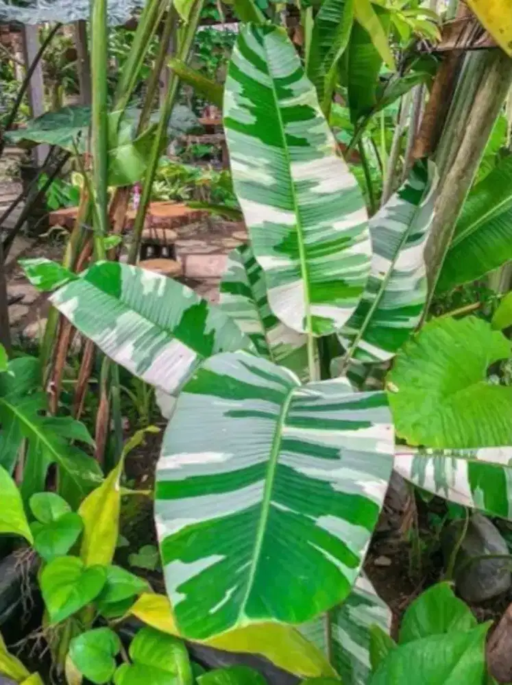 Pohon pisang vargata / variegata