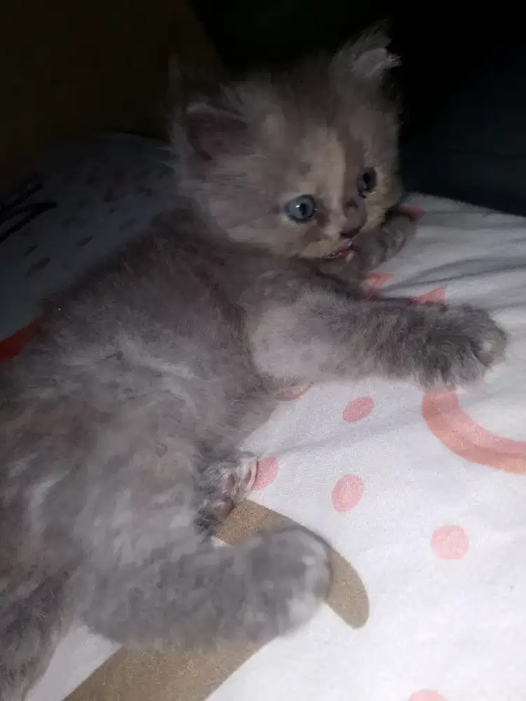Kucing anakan persia