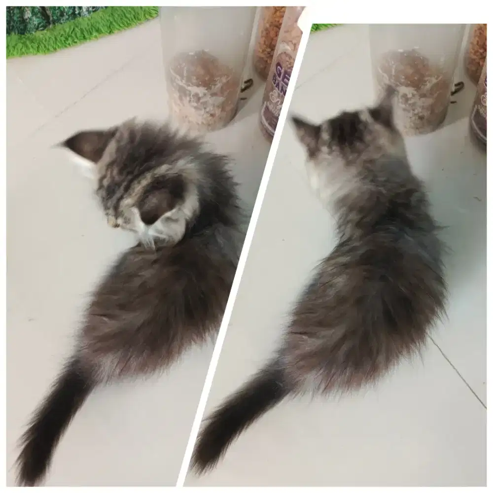 Persia kitten anak kucing