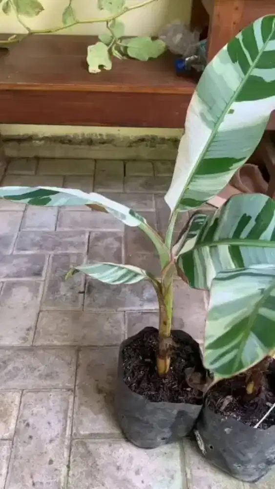 Bibit pisang varigata / variegata