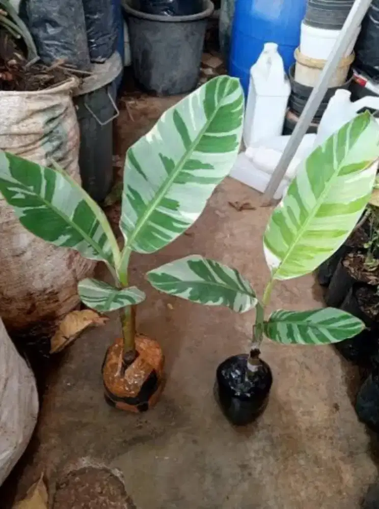 Tanaman / pohon pisang varigata