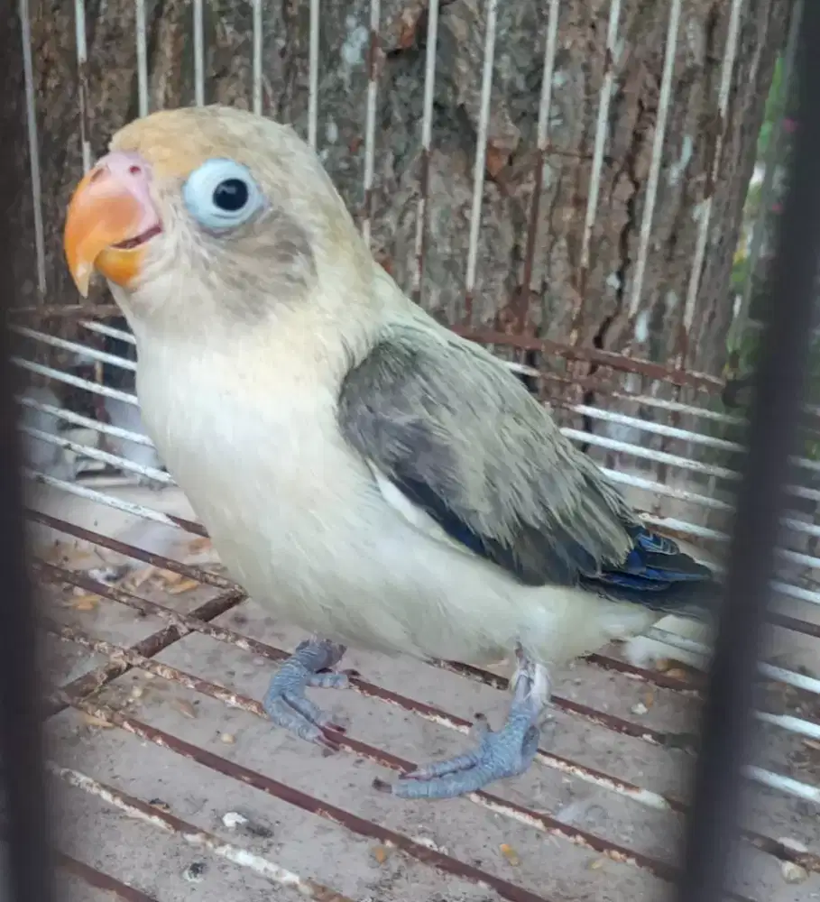 Seekor lovebird cantik