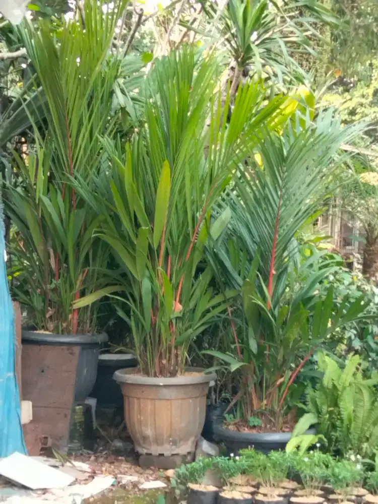 Pohon Palm merah