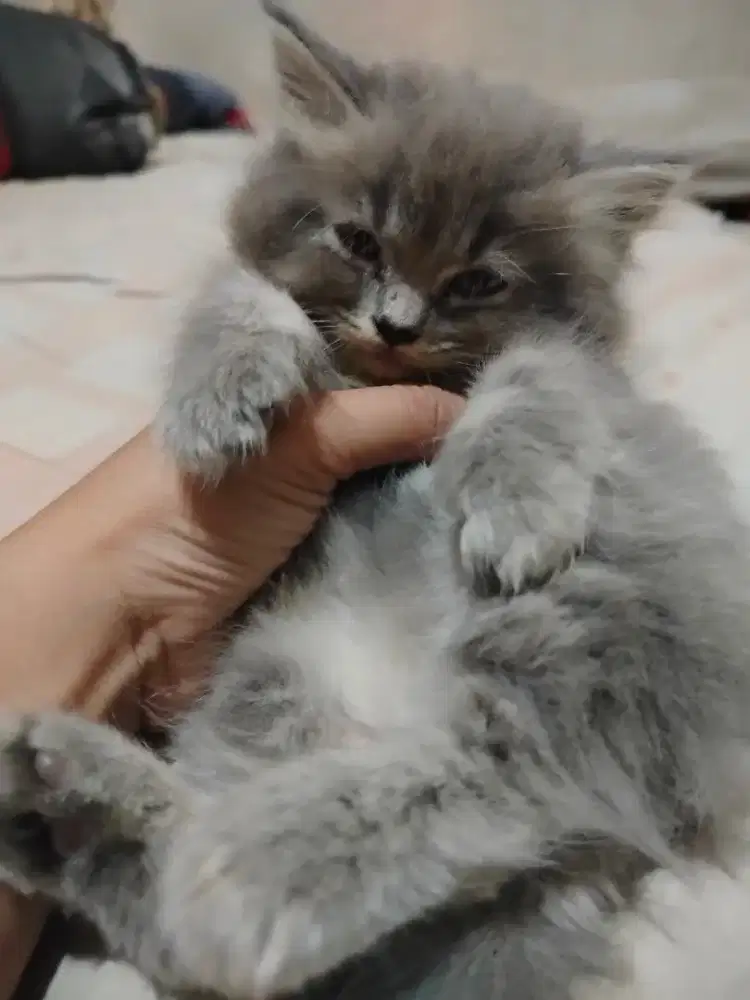 Kitten Betina Abu