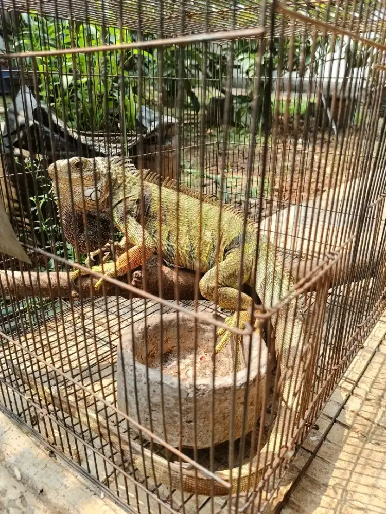 iguana green columbia + kandang