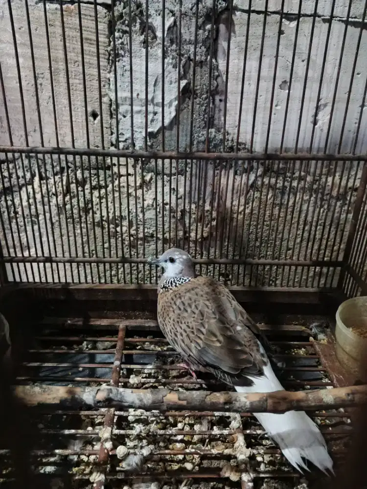 Derkuku blorok betina dewasa