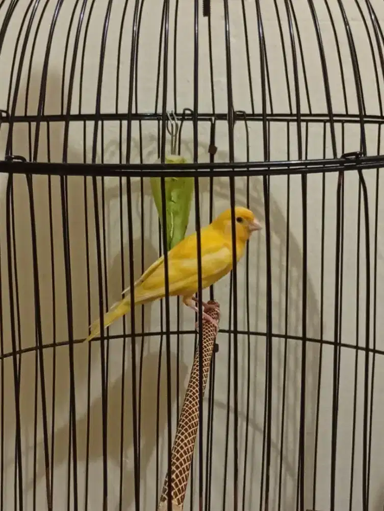 Burung kenari paud