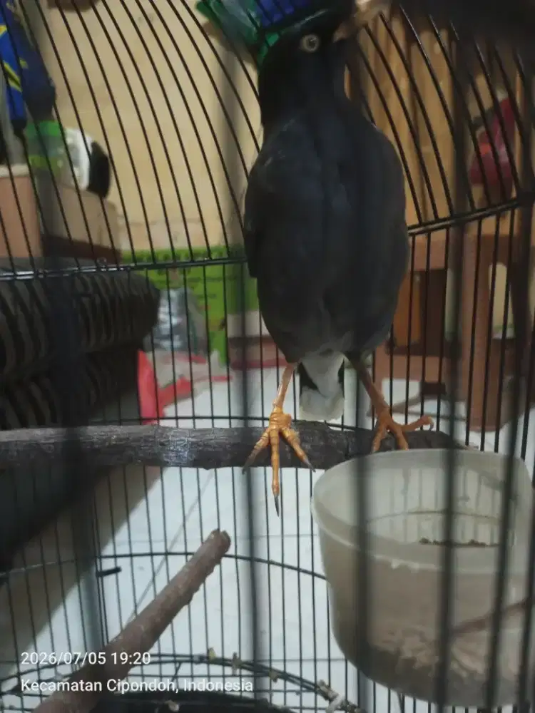 Jalak kebo gacor bocor isian suara jalak Nias bisa semi maput mapan