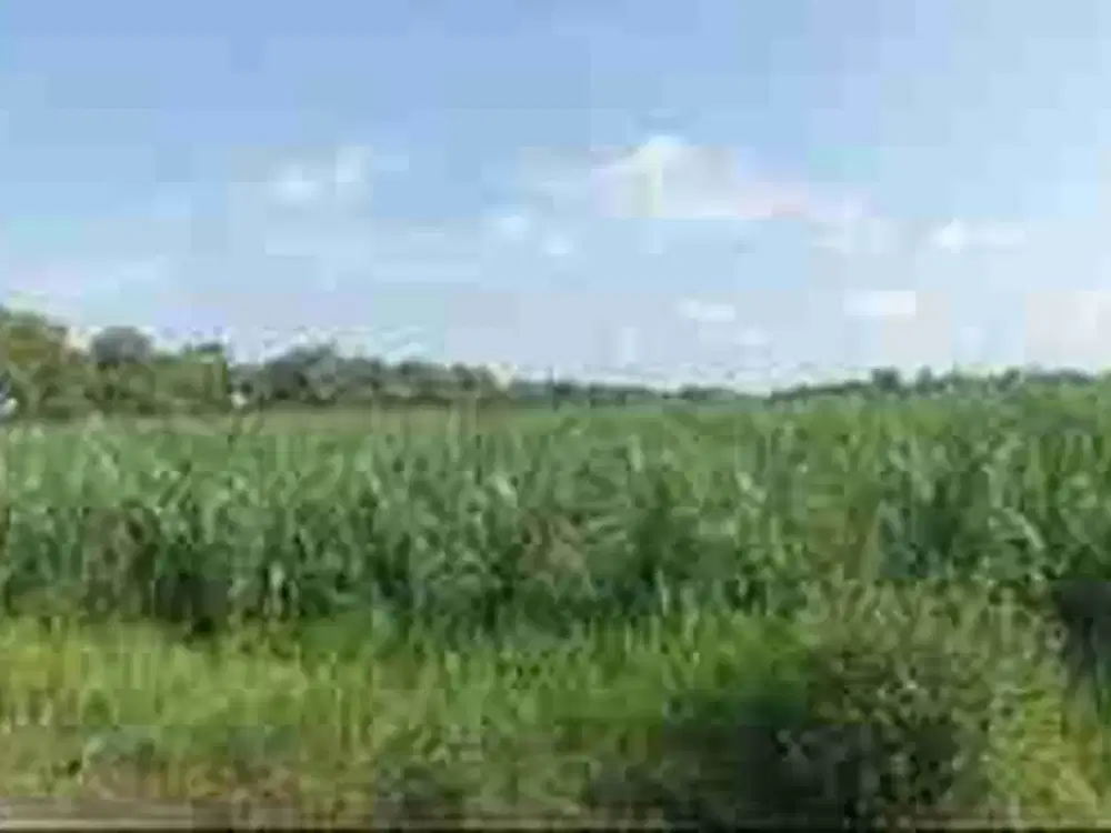 Dijual Via Lelang Tanah Jalan Raya Ds. Balongbendo Cocok Untuk Investasi