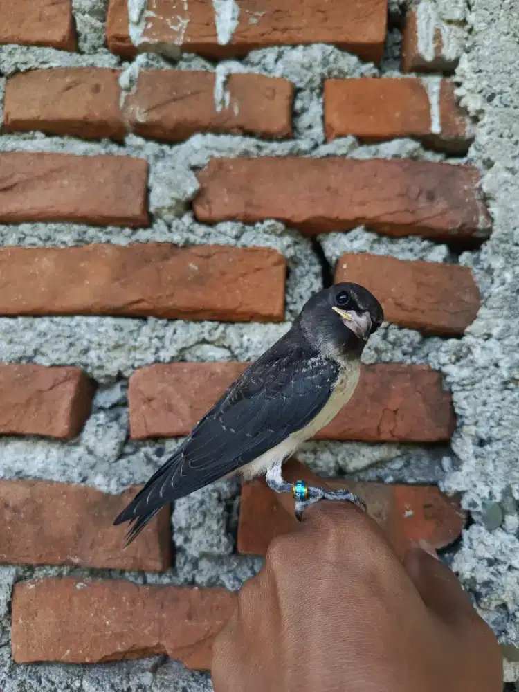 burung kekep babi