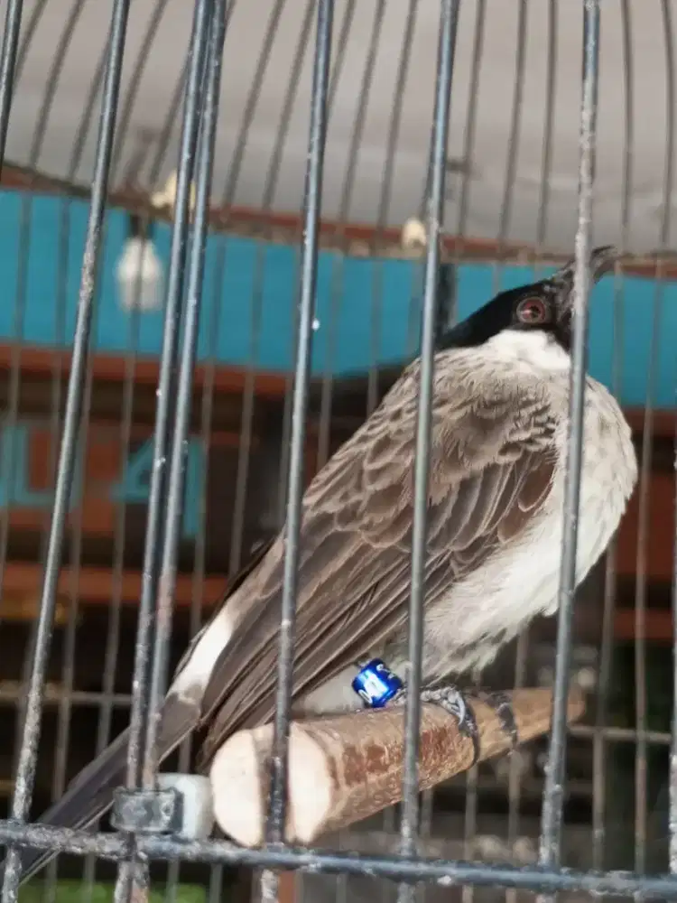 Kutilang jinak bisa di pegang bisa di elus plihara dari loloh