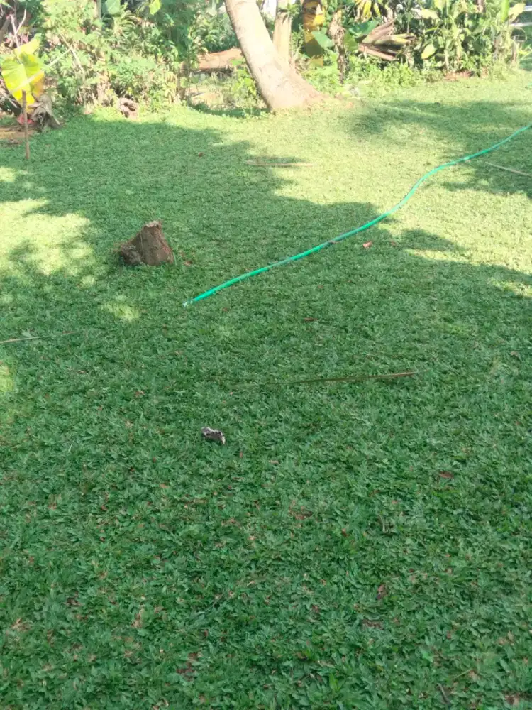 Rumput gajah mini super