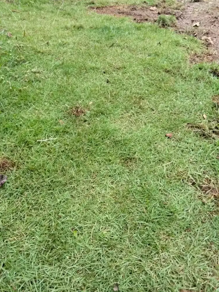 Rumput jepang (Peking)