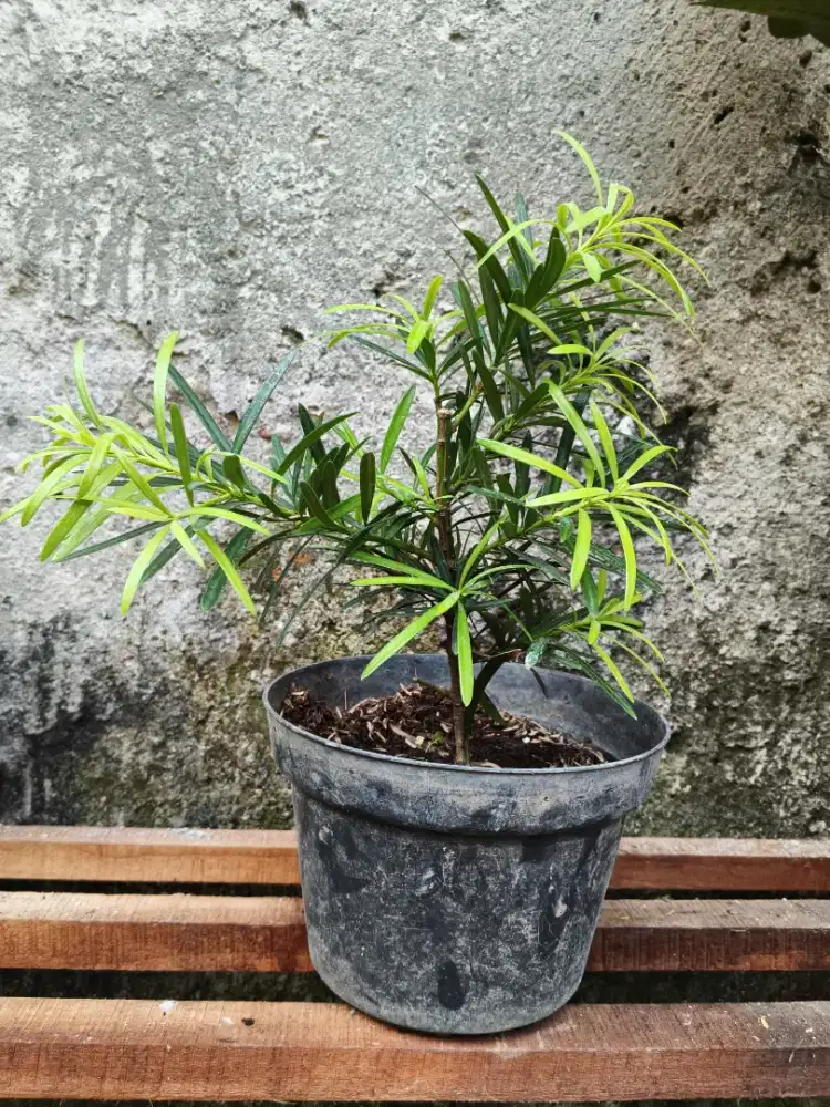 Pohon LOHANSUNG