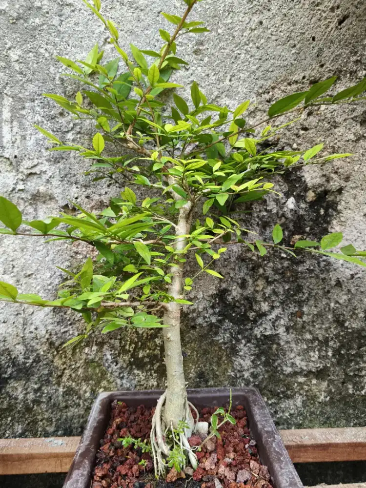 Pohon ANGTING PUTRI Rimbun