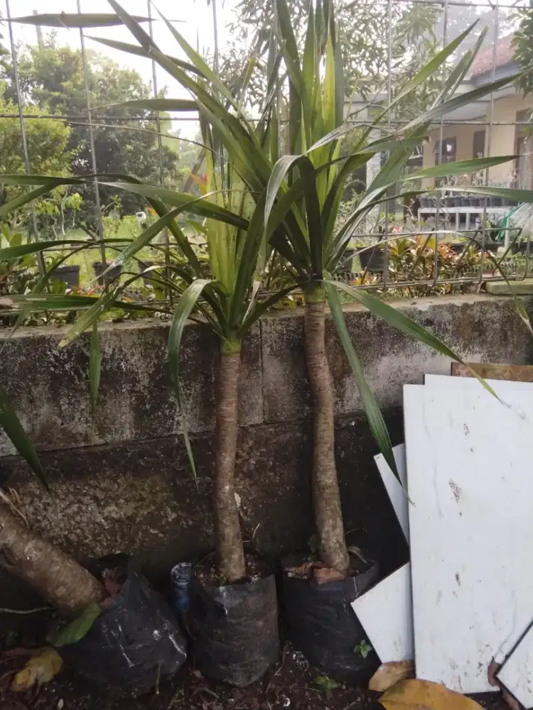 Pohon pandan bali