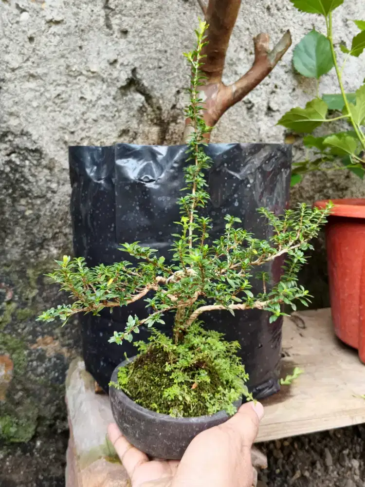 Bonsai seribu bintang