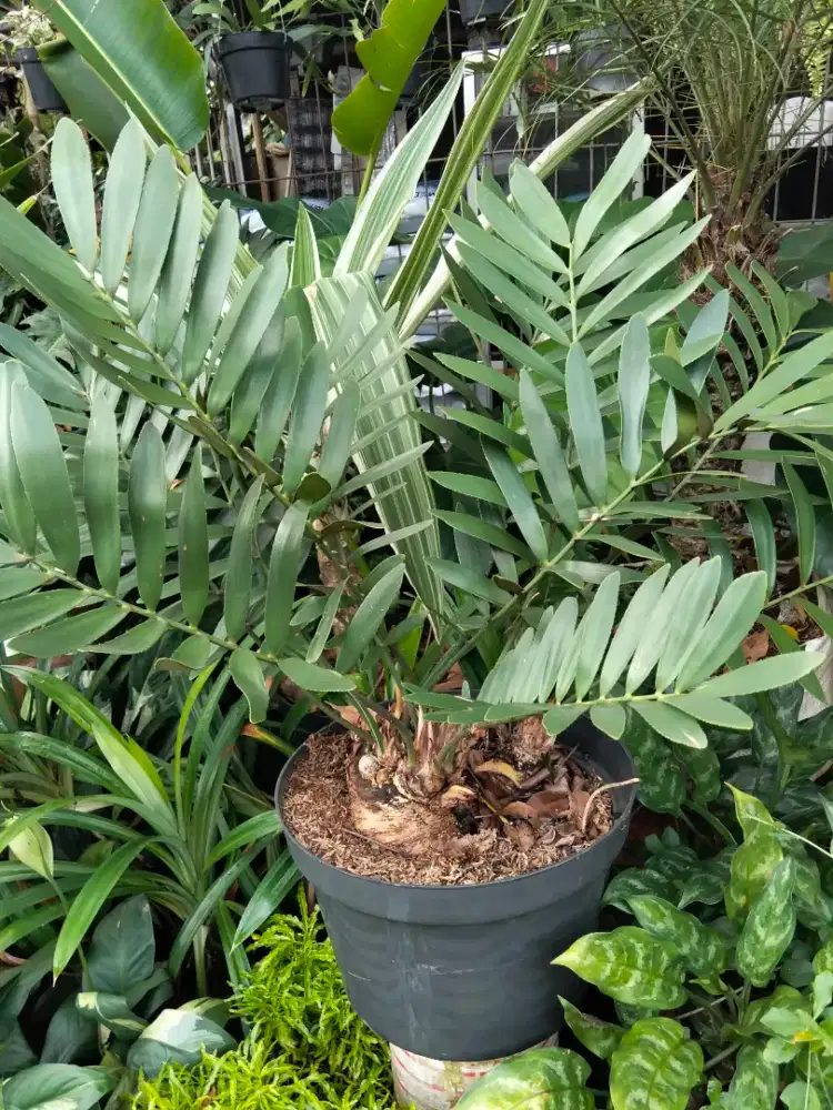 Pohon jamia kulkas