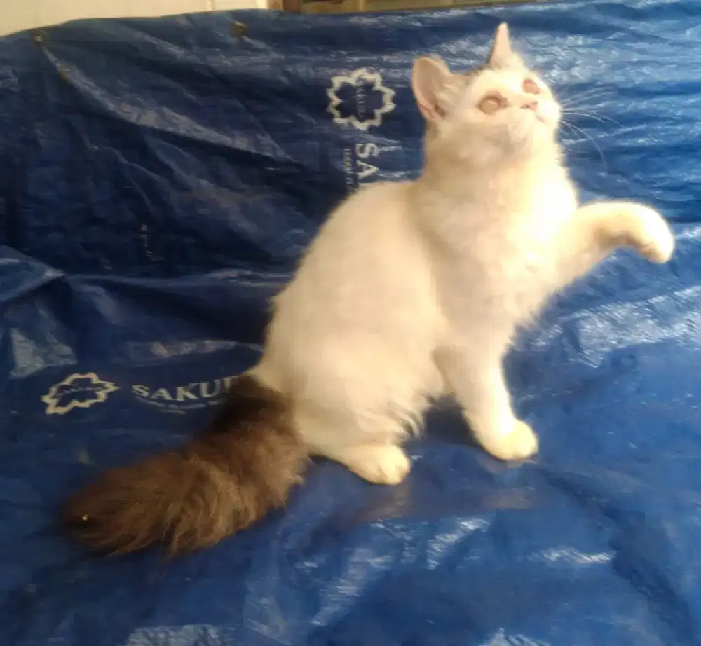 Kitten Persia flatnose betina Van black tabby