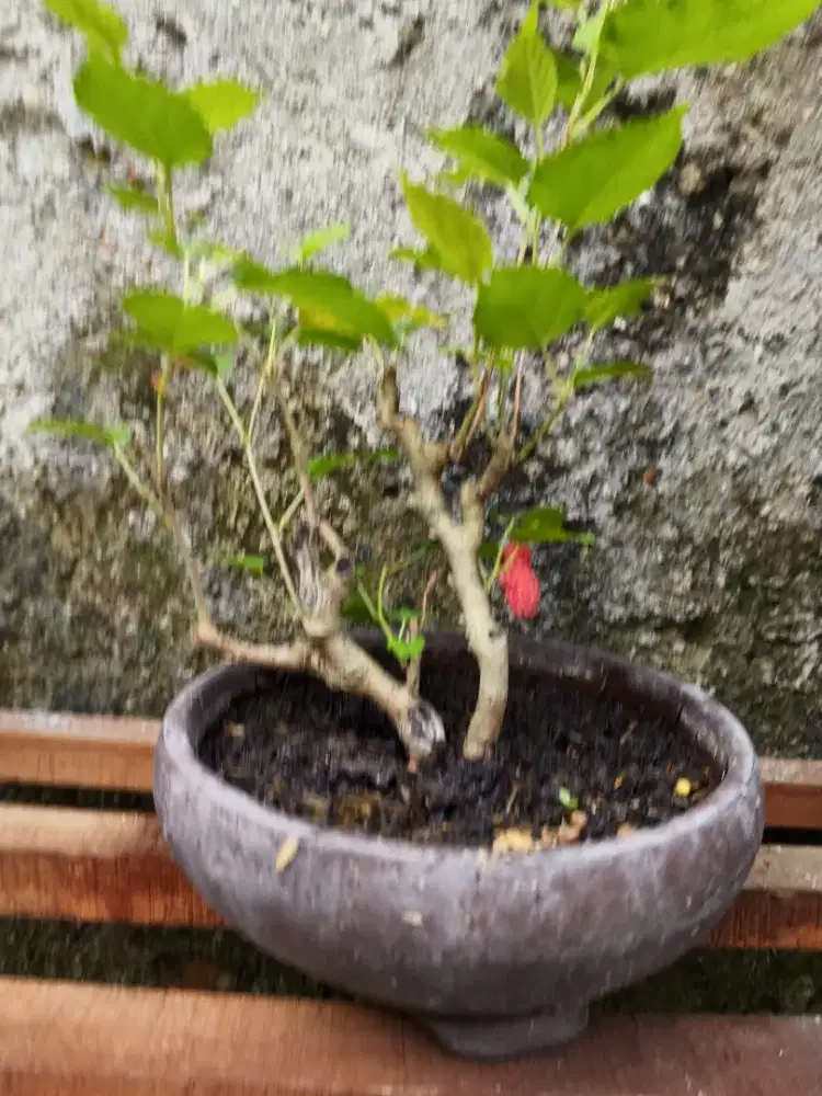 Pohon MURBEI BERBUAH