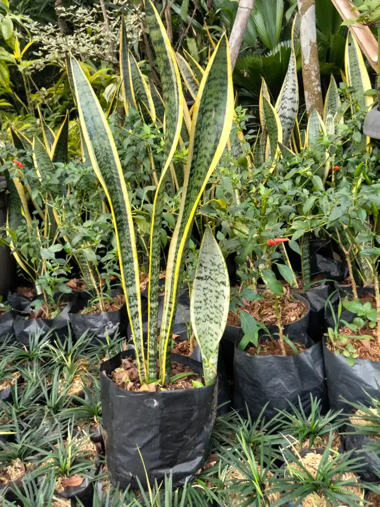 Pohon lidah mertua ( sensivera)