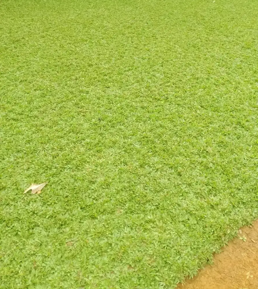 jual rumput gajah mini dan rumput lain nya