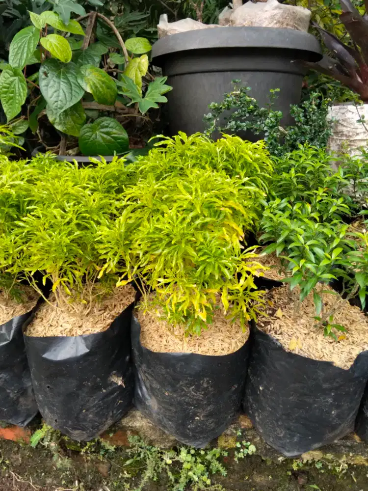 Pohon brokoli kuning