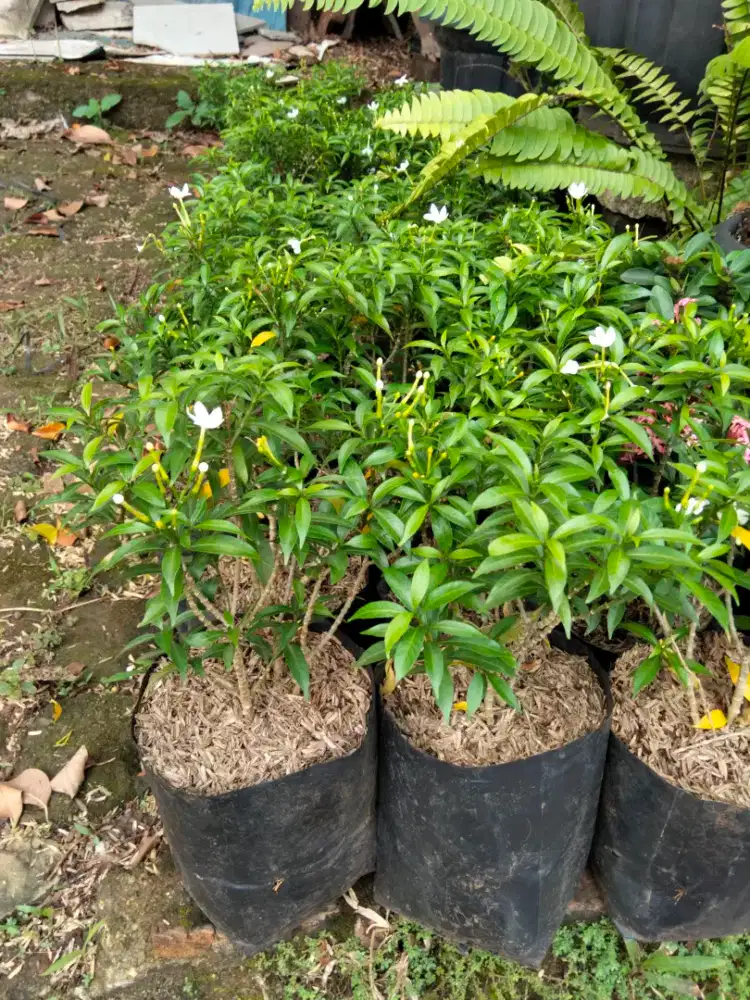 Pohon Sabrina mini