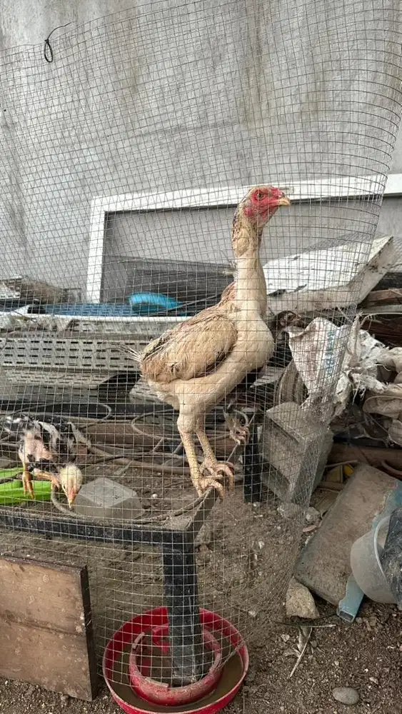 Jual borong 4 ekor ayam