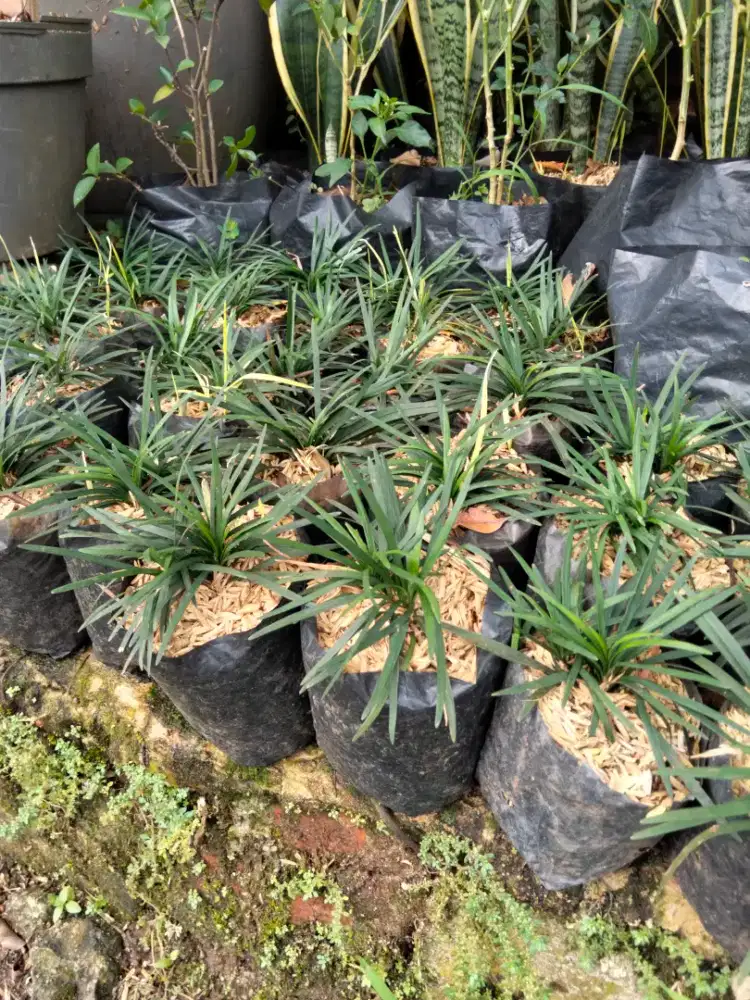 Pohon kucai mini