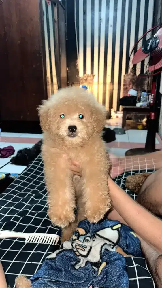 Poodle mini pure