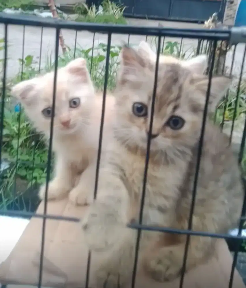 Bsh x Scottish fold usia 2 bulan