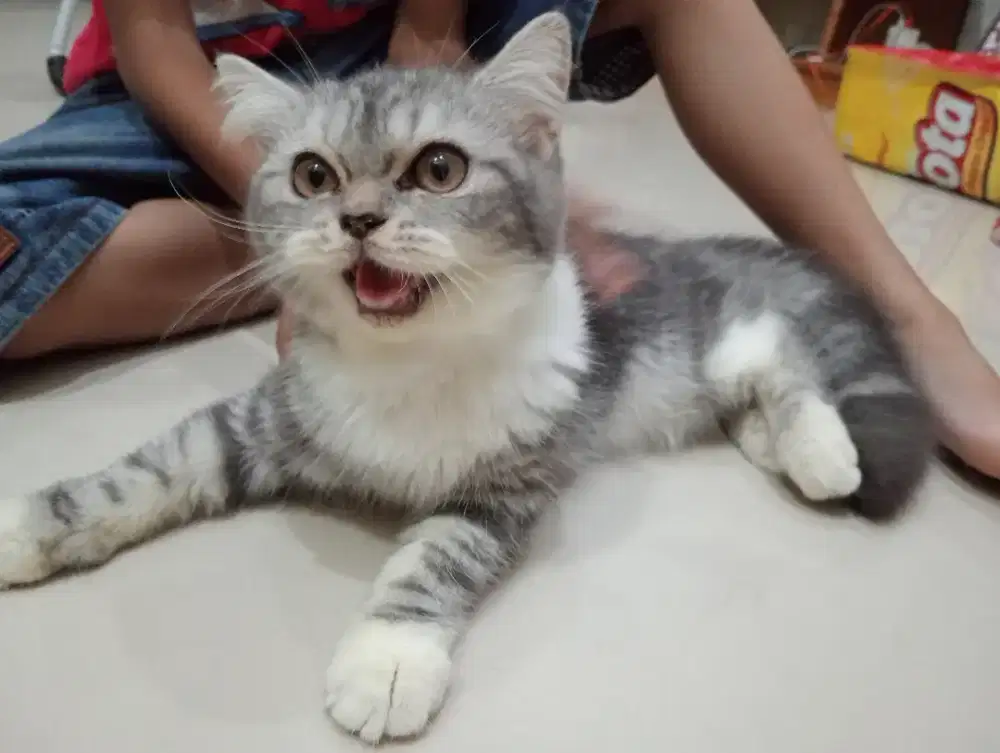 Kitten Scottish straight