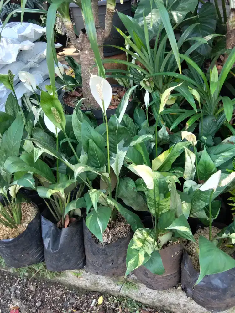 Pohon peace Lily pariegata
